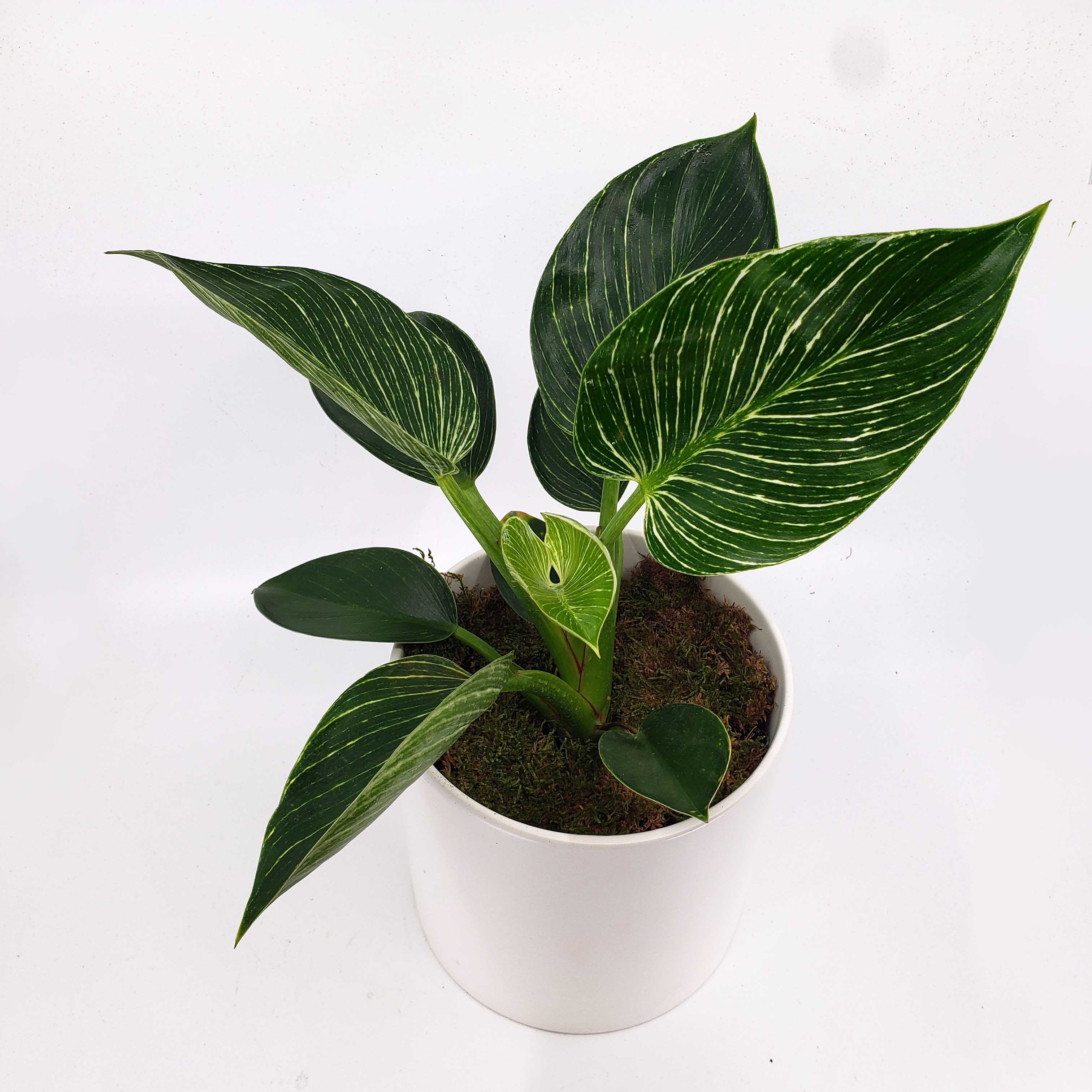 where to get philodendron birkin in denver