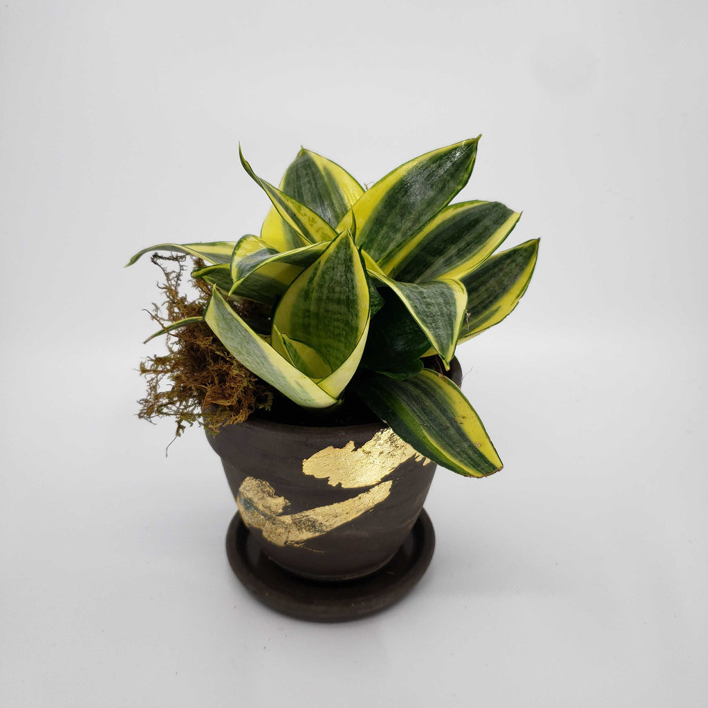 VIRGINIA - BLACK STAR DWARF SNAKE PLANT SANSEVIERIA