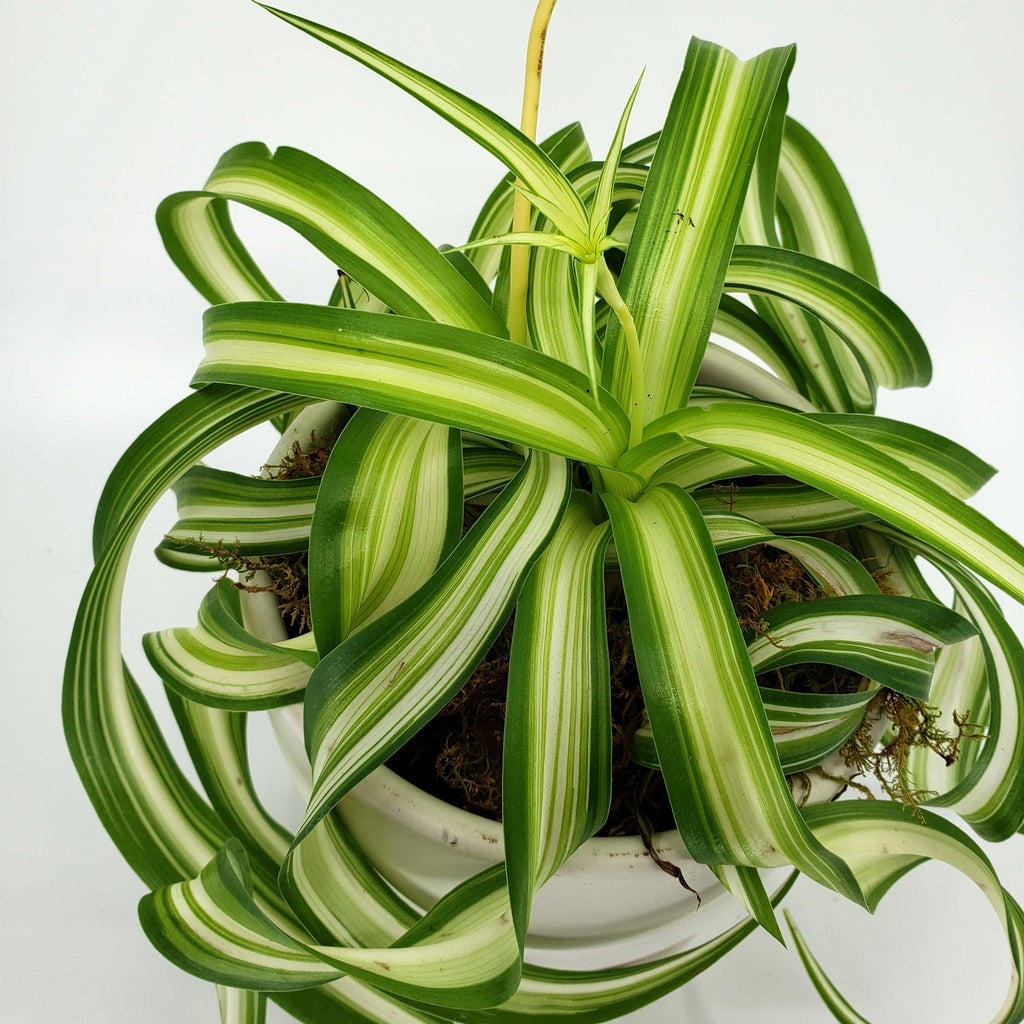 curly spider plant, delivery denver