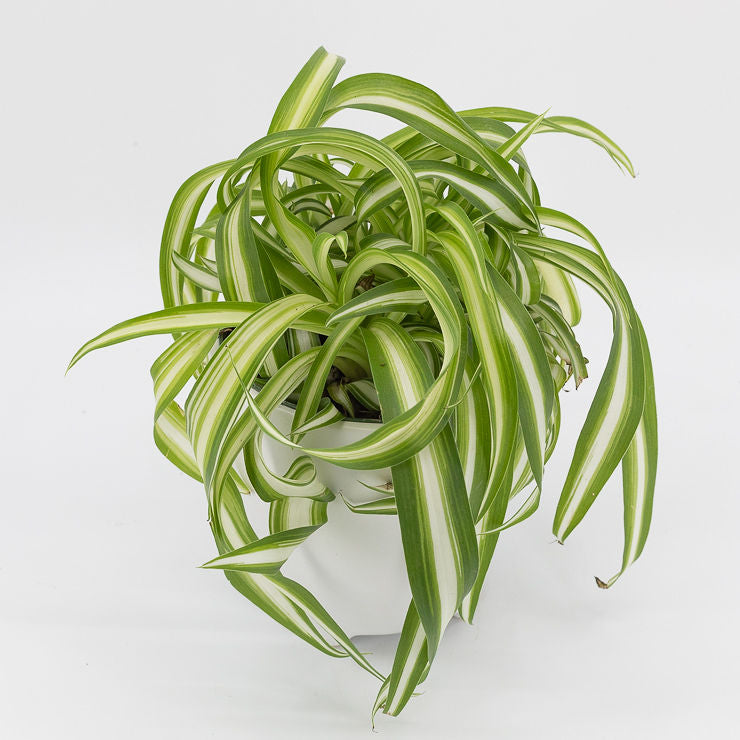 curly spider plant light BONNIE