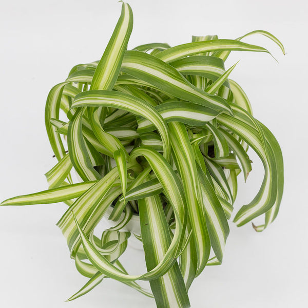 BONNIE - CURLY SPIDER PLANT