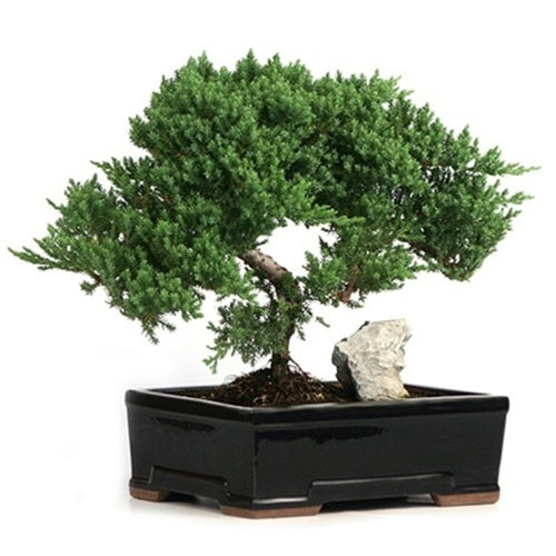 bonsai trees for sale denver BONSAI