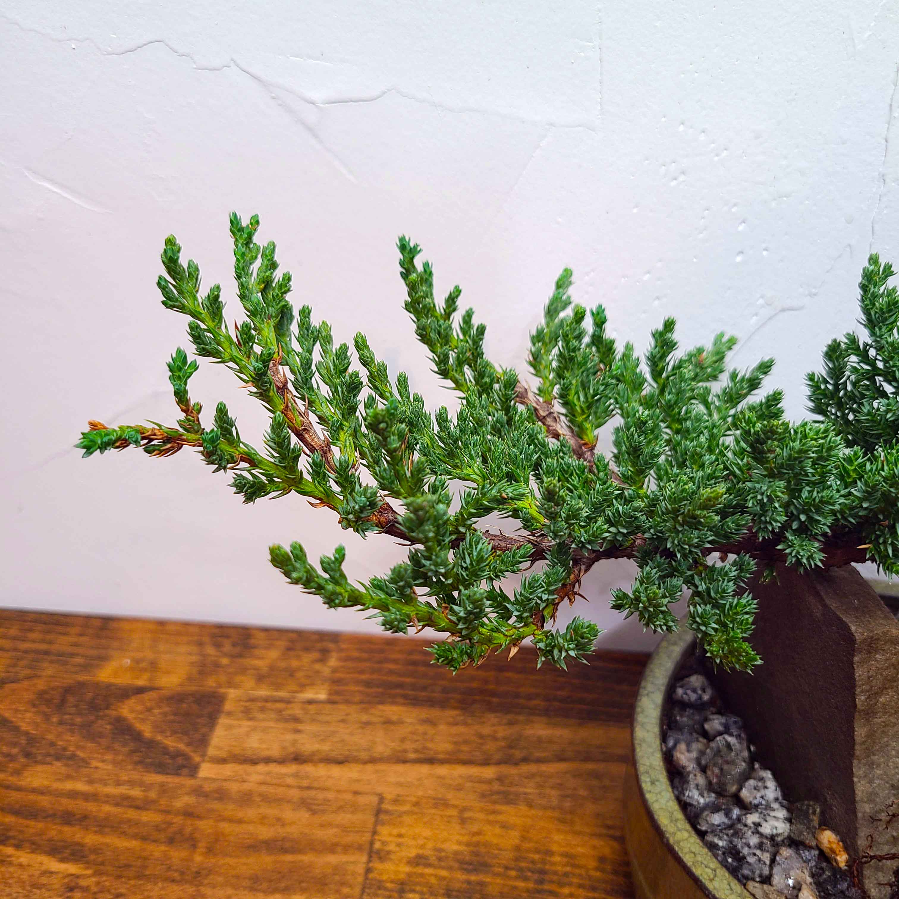 bonsai tree home delivery BONSAI