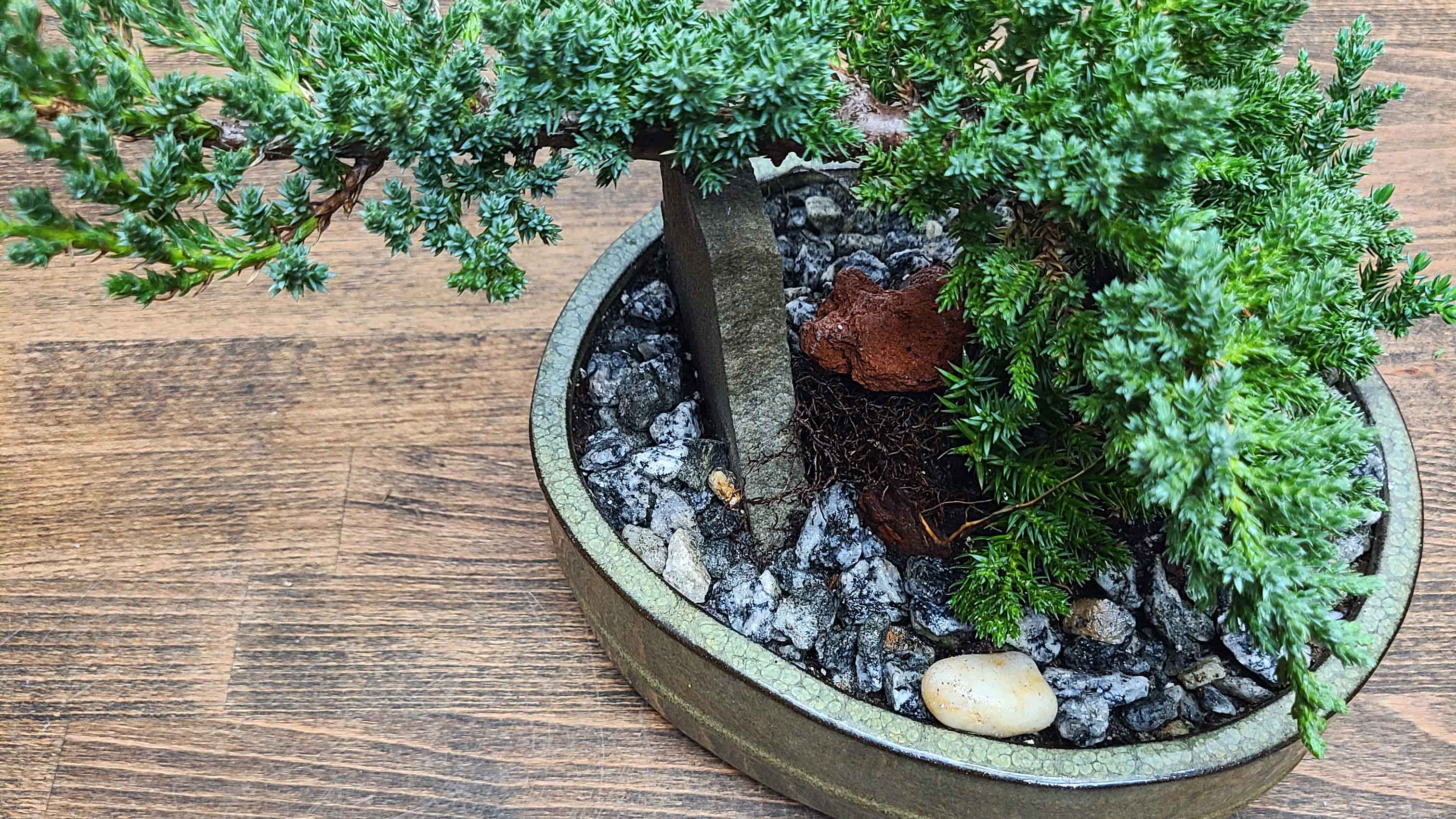 bonsai trees for sale denver BONSAI