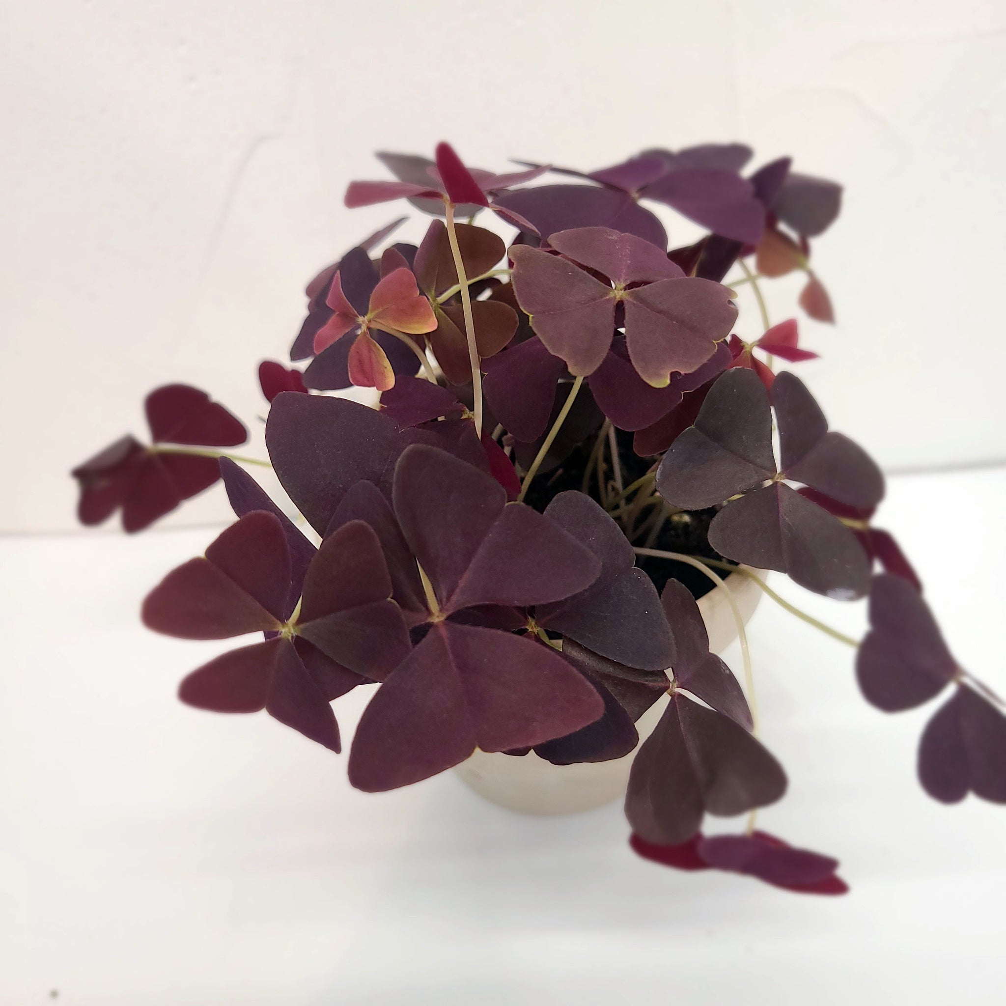CARA - BURGUNDY SHAMROCK