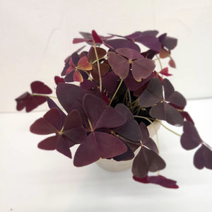 CARA - BURGUNDY SHAMROCK