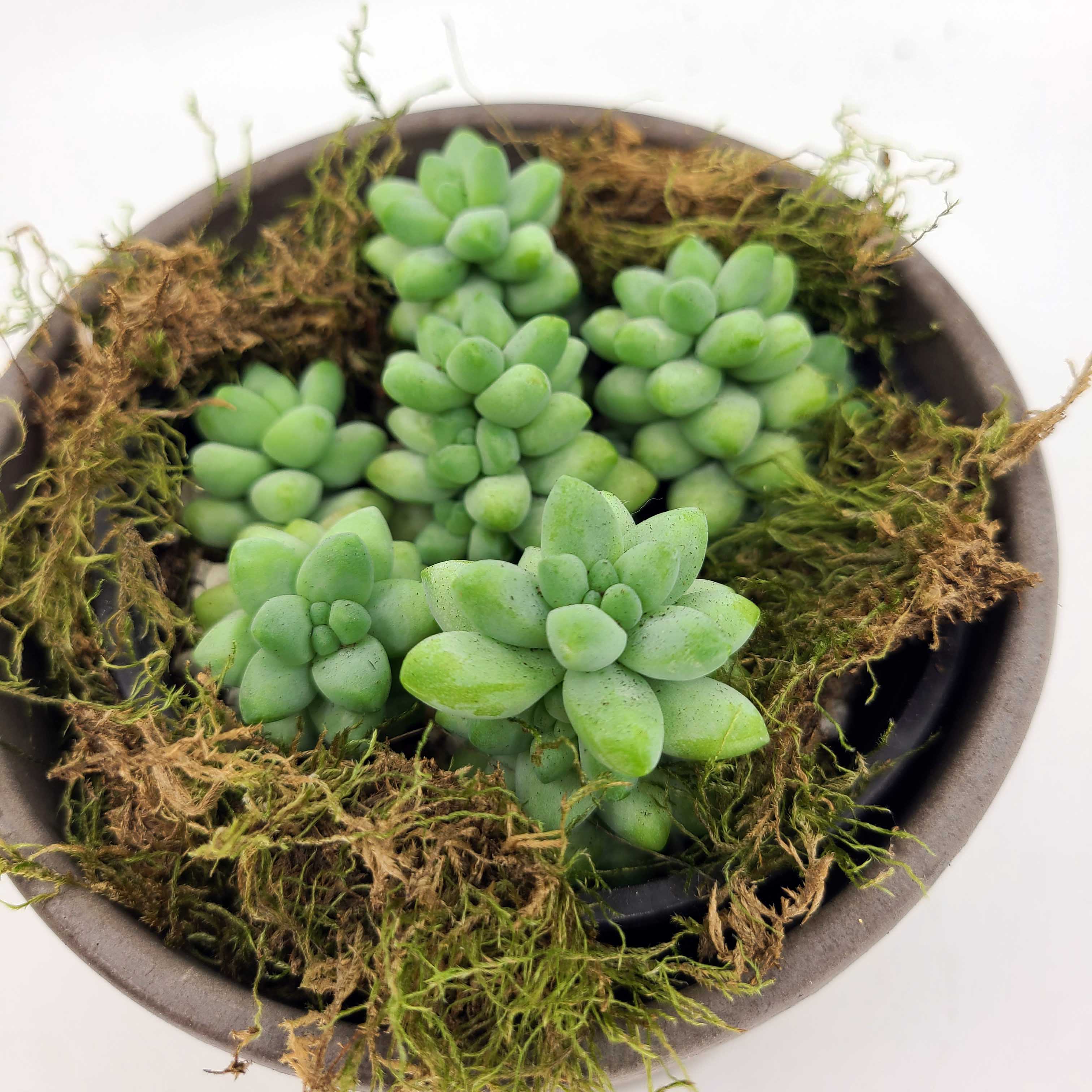 donkey tail, burros tail, succulent delivery denver