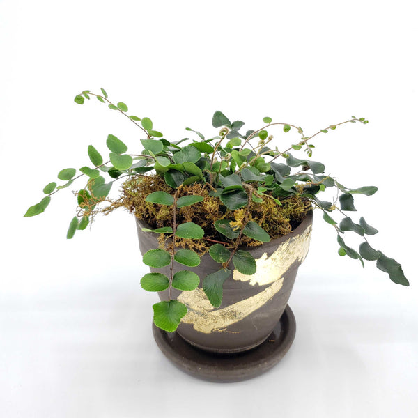 cute ferns, button fer, how to take care of a button fern