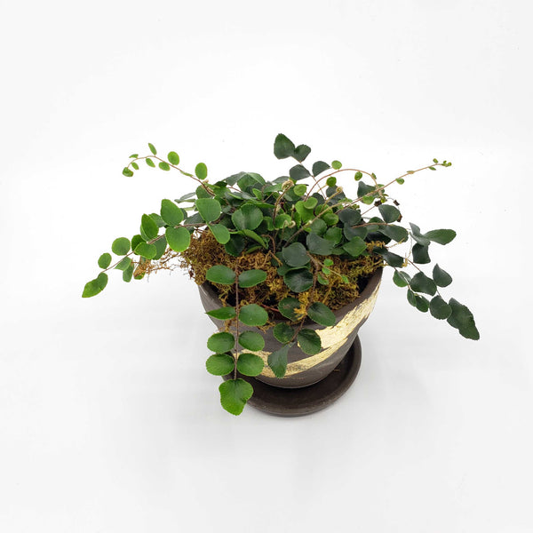 cute ferns, button fer, how to take care of a button fern