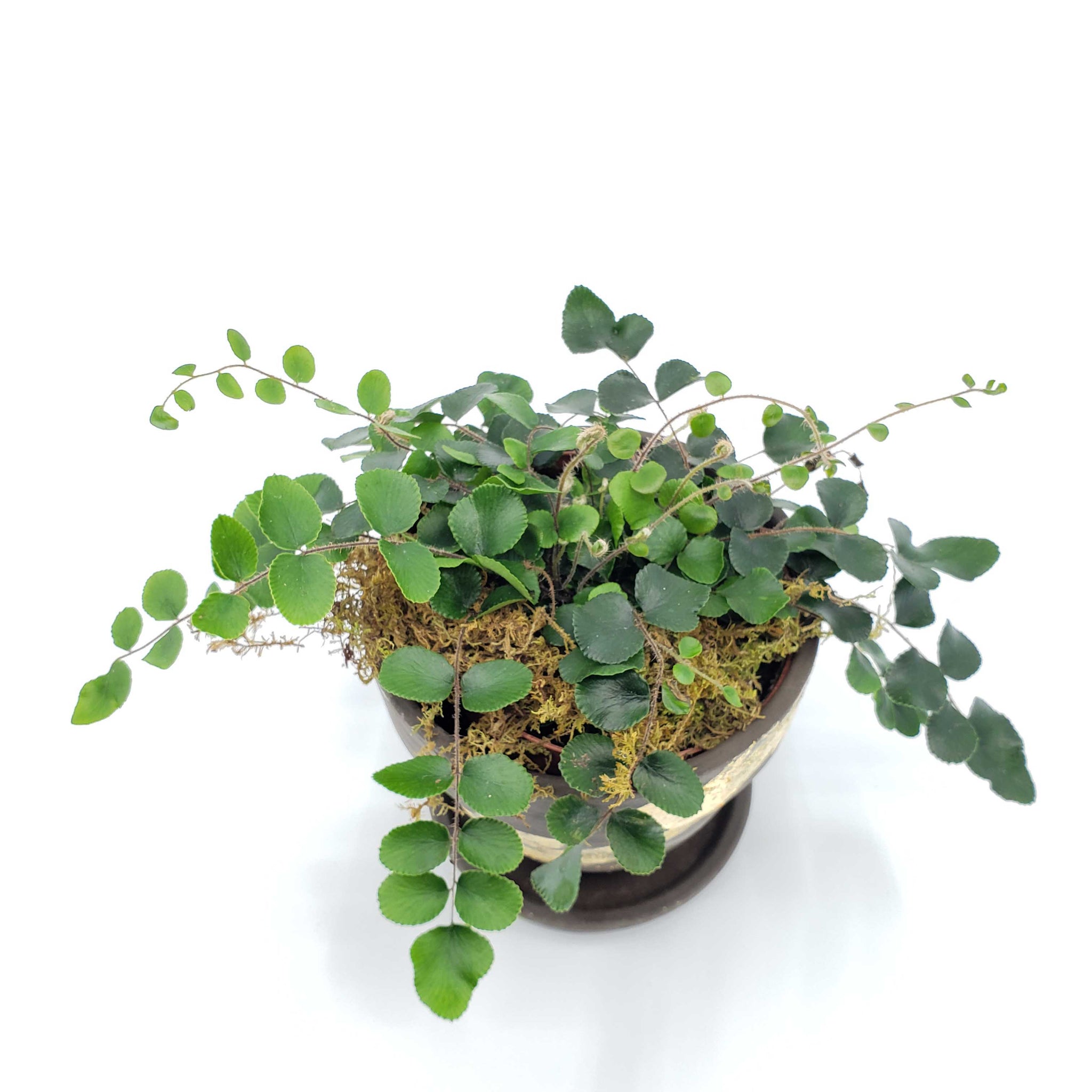 cute ferns, button fer, how to take care of a button fern