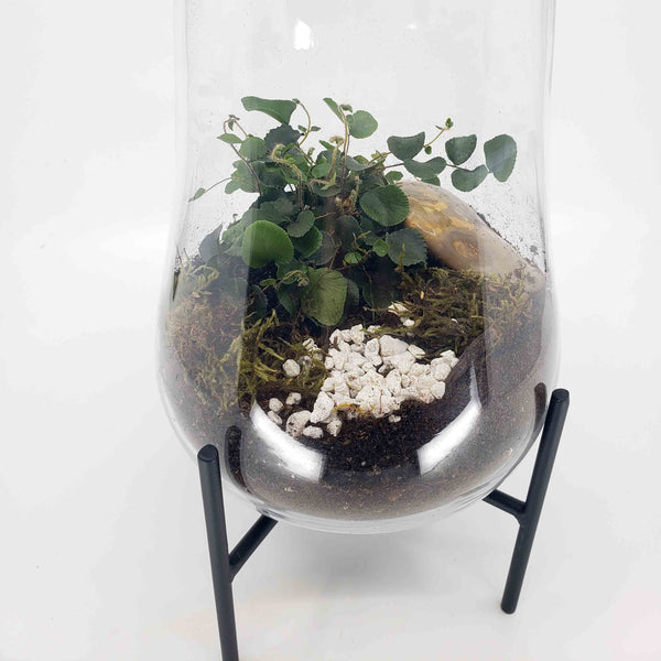 CLIVE - BUTTON FERN