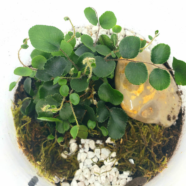 CLIVE - BUTTON FERN