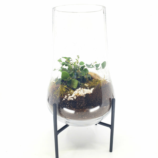 CLIVE - BUTTON FERN