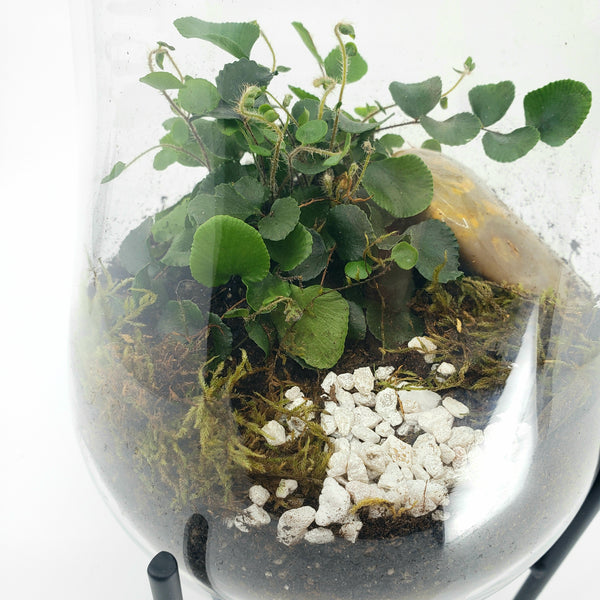 CLIVE - BUTTON FERN