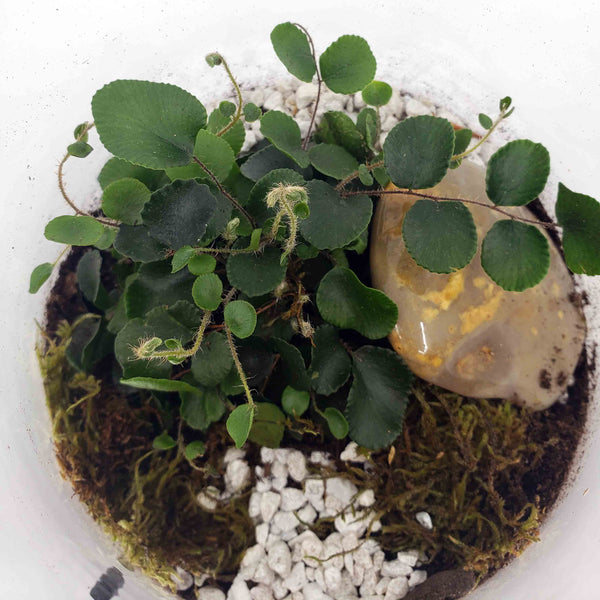 CLIVE - BUTTON FERN