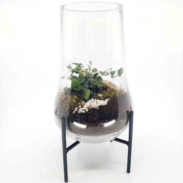 CLIVE - BUTTON FERN