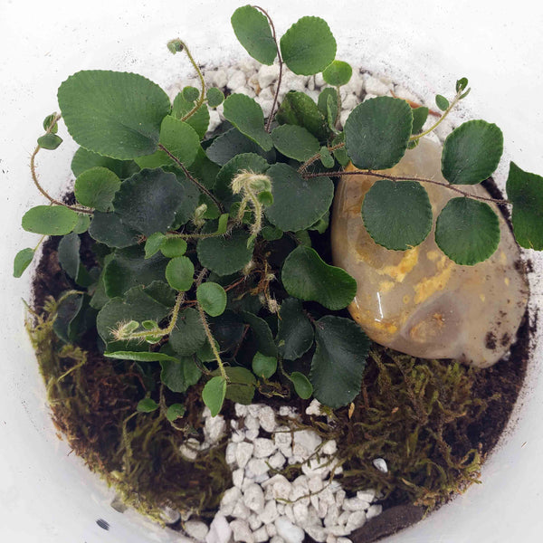 CLIVE - BUTTON FERN