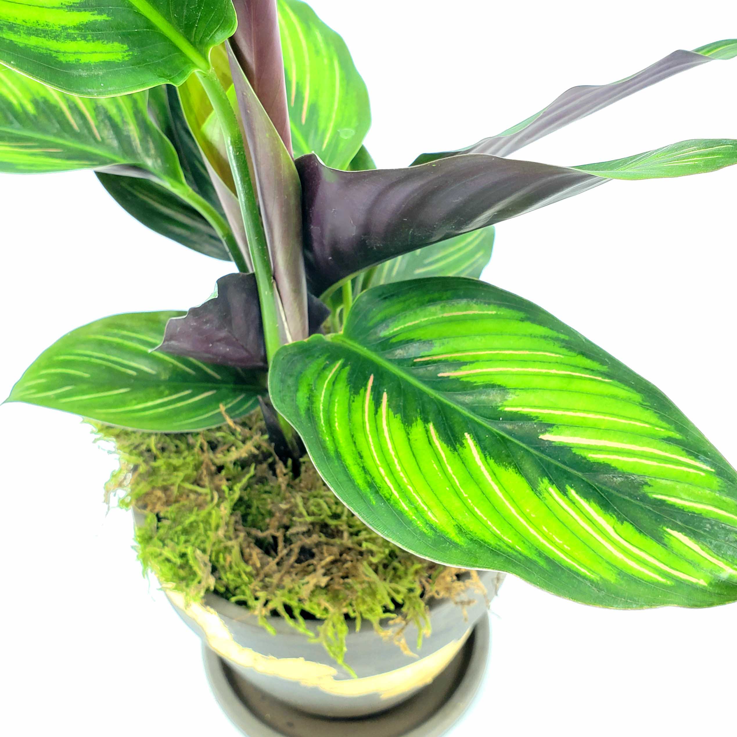 calathea beauty star, denver plant delivery