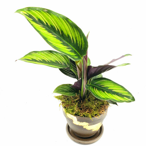calathea beauty star, denver plant delivery