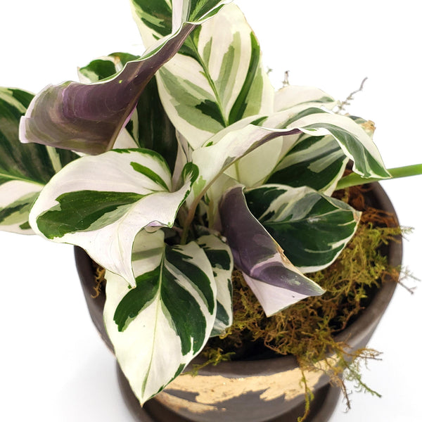 white fusion calathea, white prayer plant, denver plant delivery 
