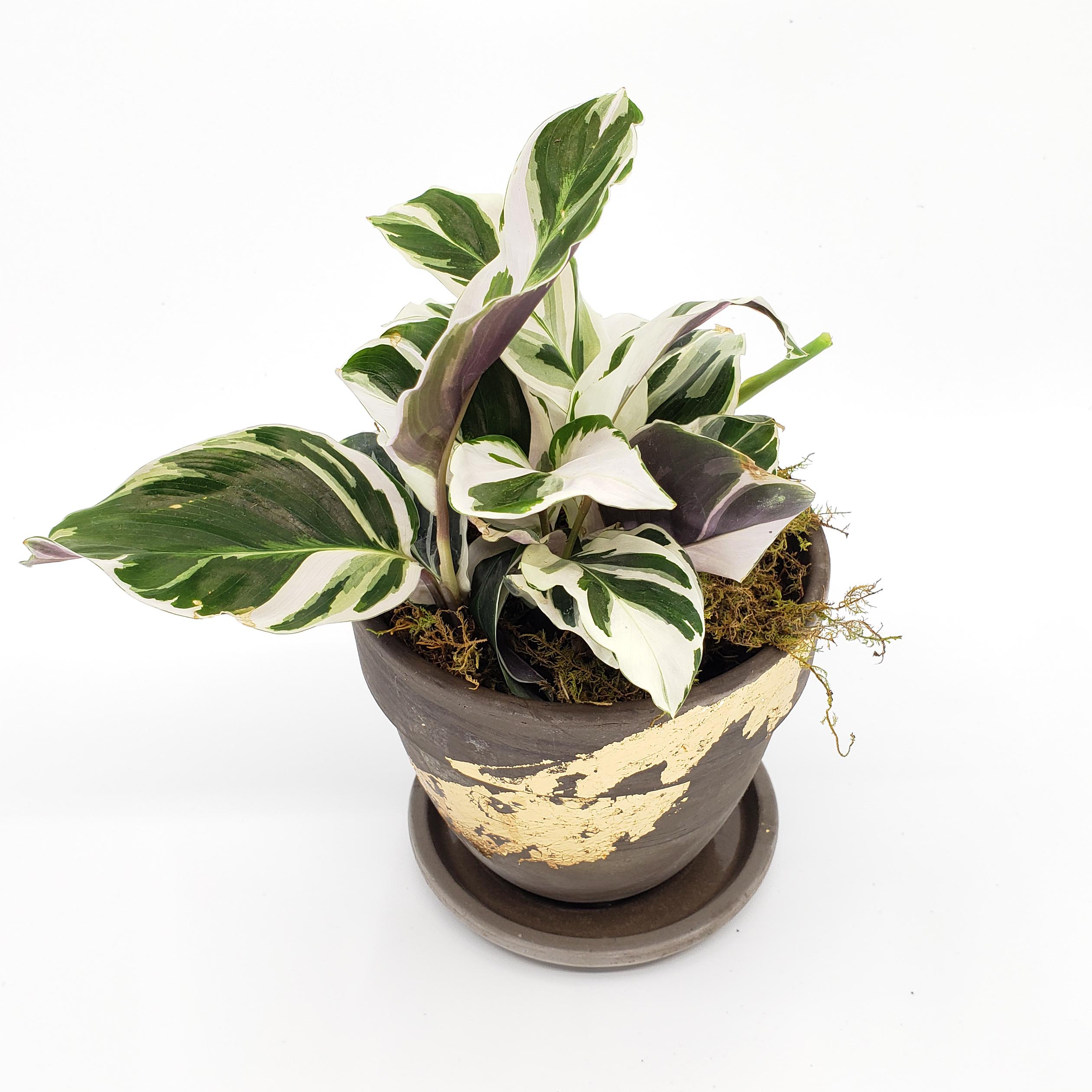 white fusion calathea, white prayer plant, denver plant delivery 
