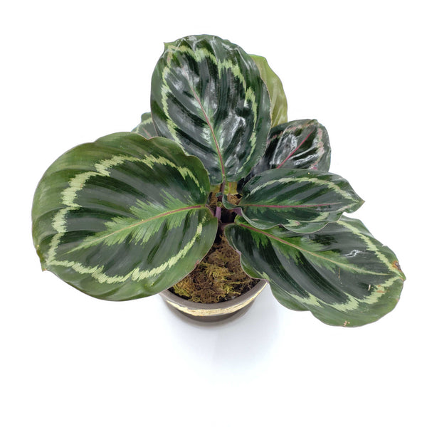 GRACE - PRAYER PLANT - CALATHEA MEDALLION