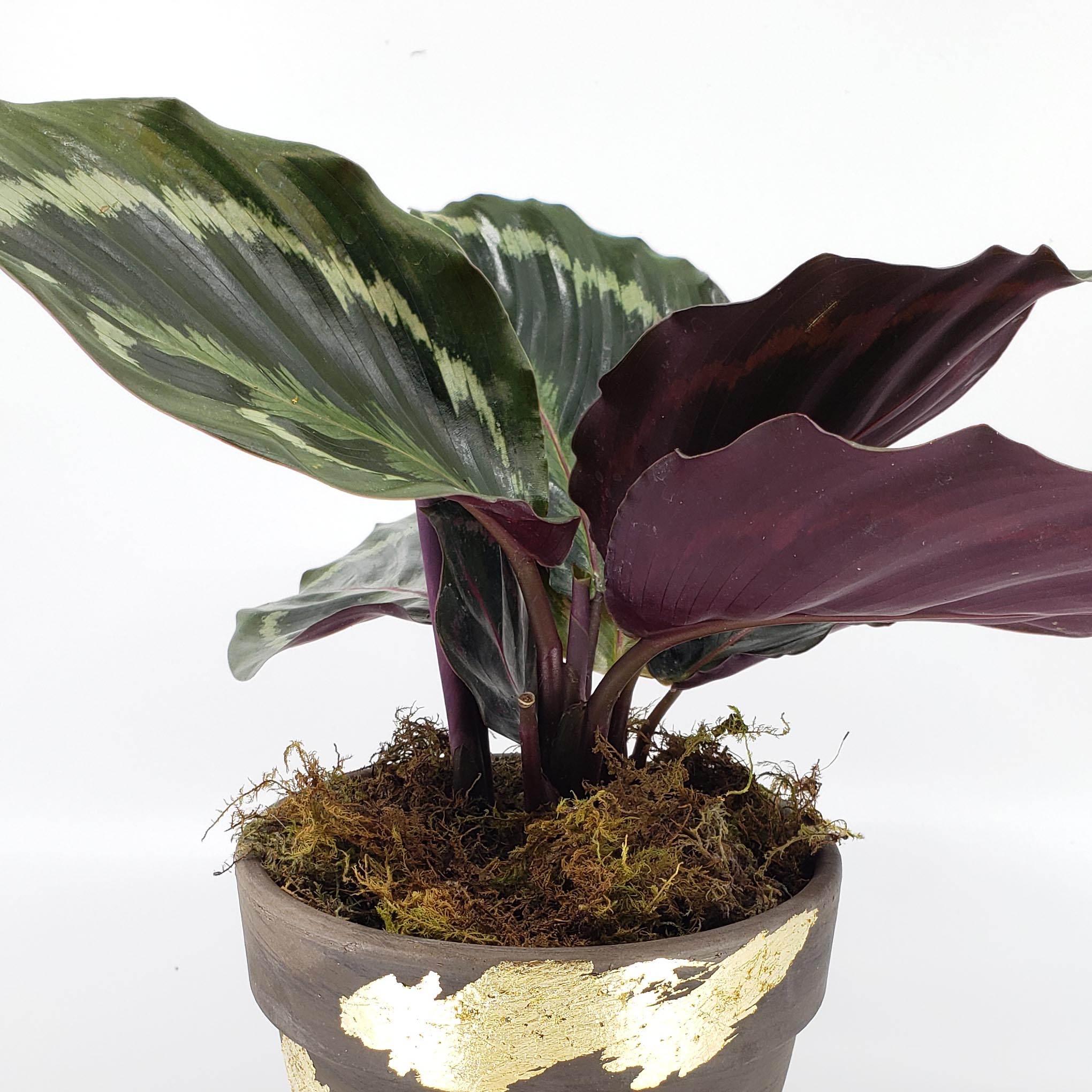 prayer plant medallion GRACE - PRAYER PLANT