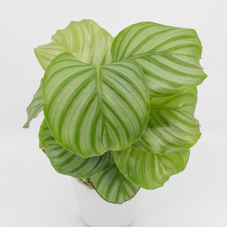 CINDY - CALATHEA ORBIFOLIA