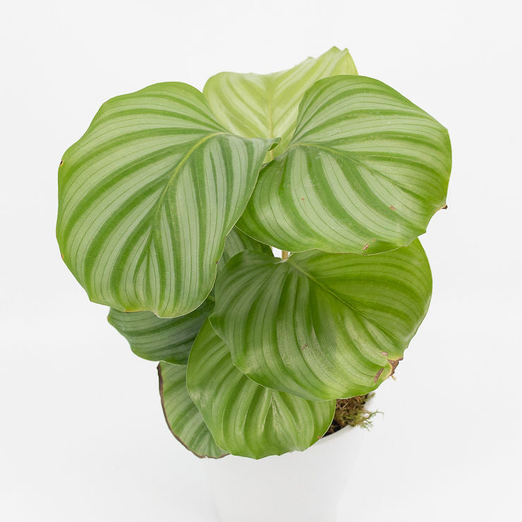 CINDY - CALATHEA ORBIFOLIA