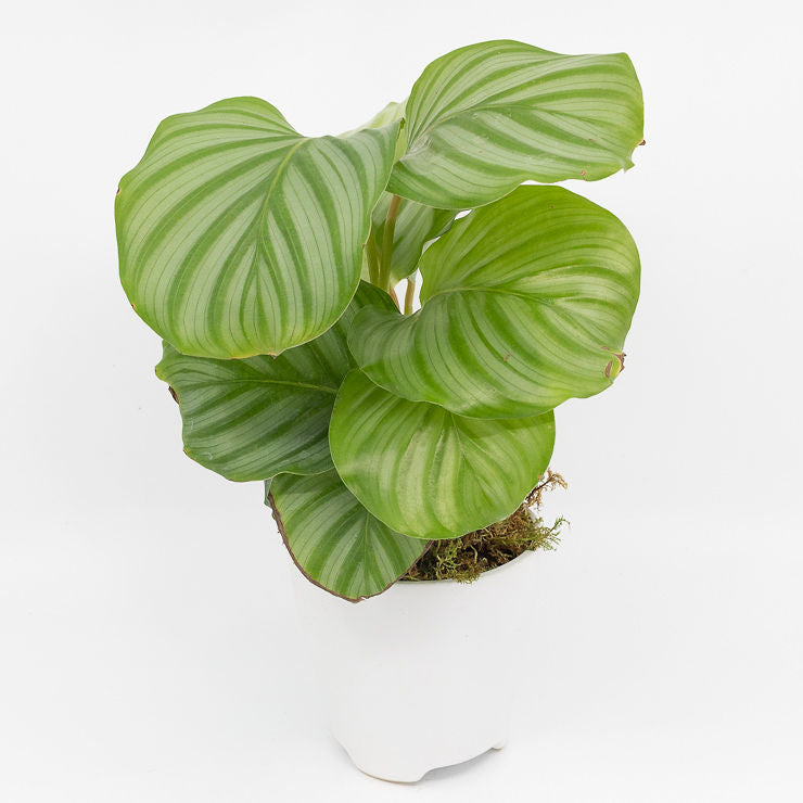 CINDY - CALATHEA ORBIFOLIA
