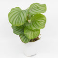 CINDY - CALATHEA ORBIFOLIA