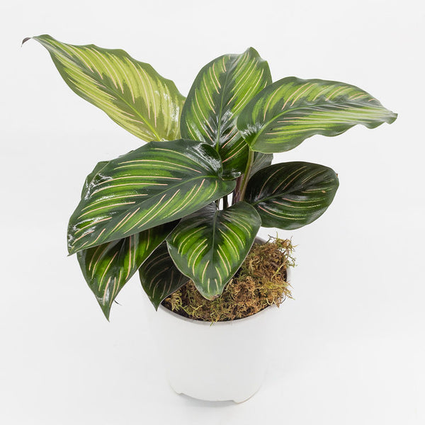 REINA - CALATHEA ORNATA