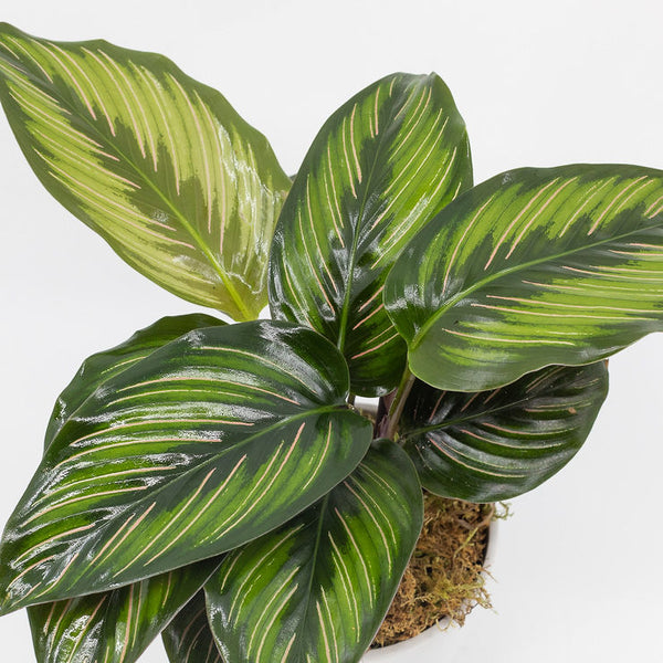 REINA - CALATHEA ORNATA