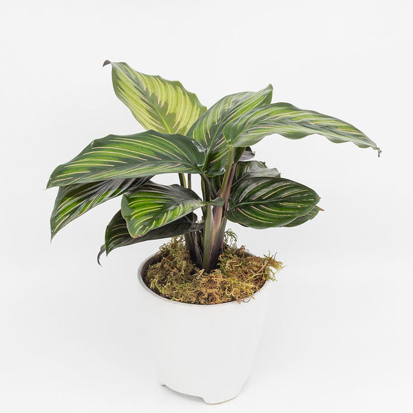 REINA - CALATHEA ORNATA