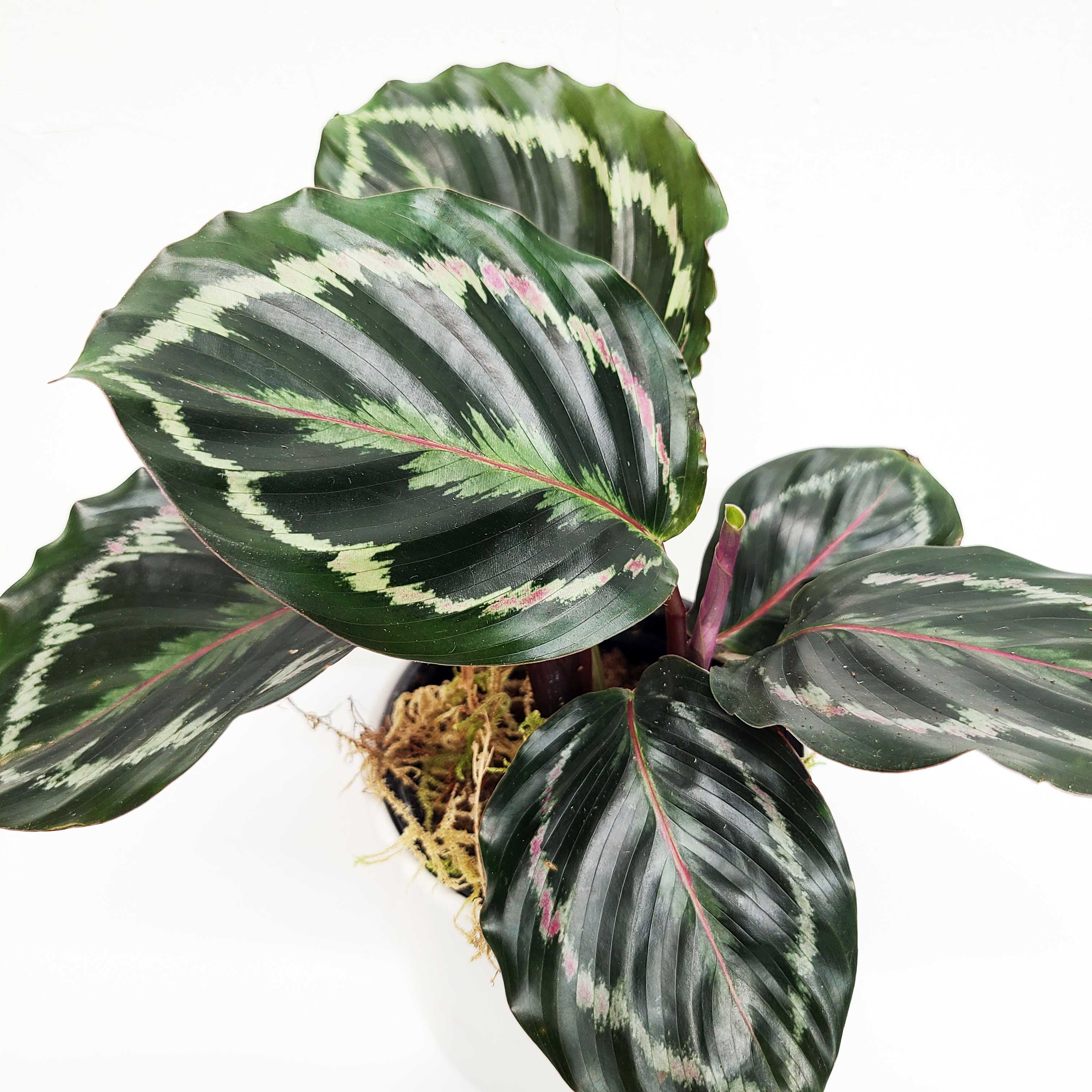 calathea roseopicta