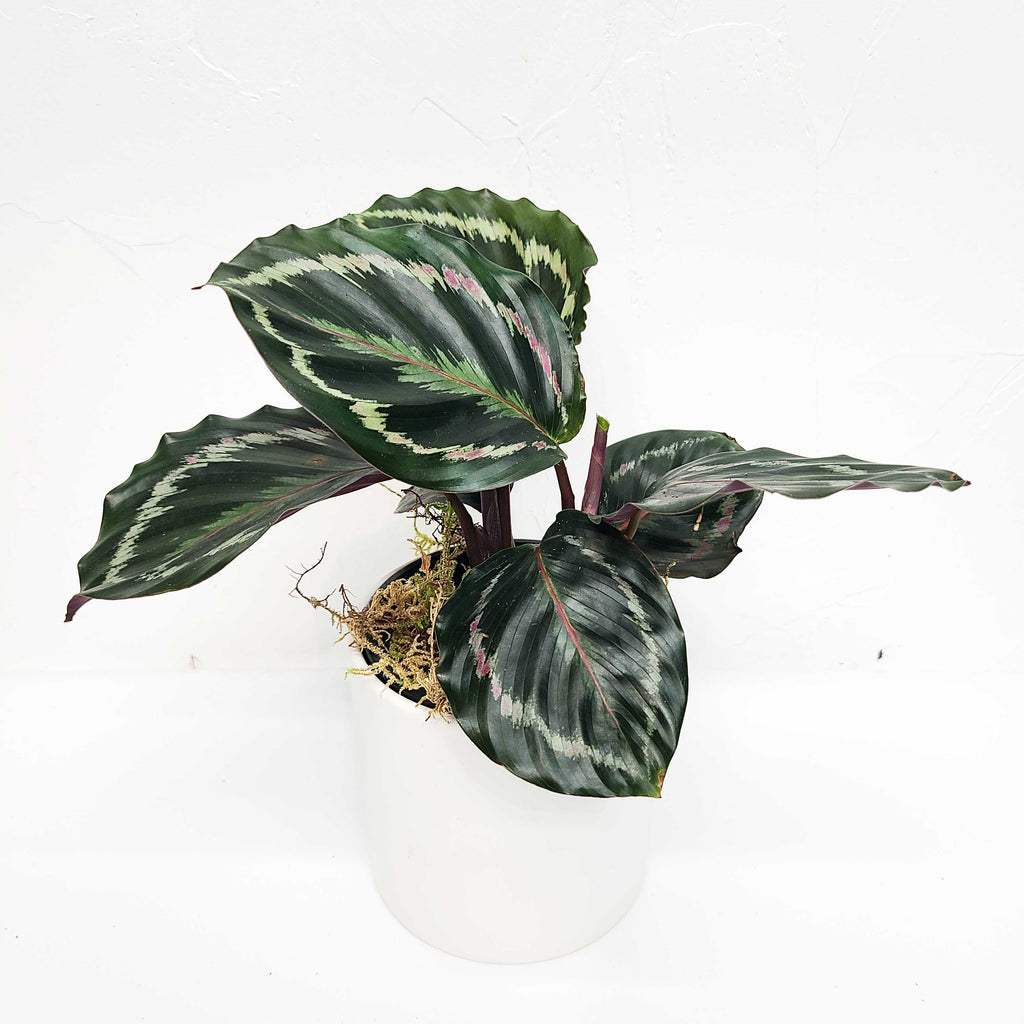 calathea roseopicta