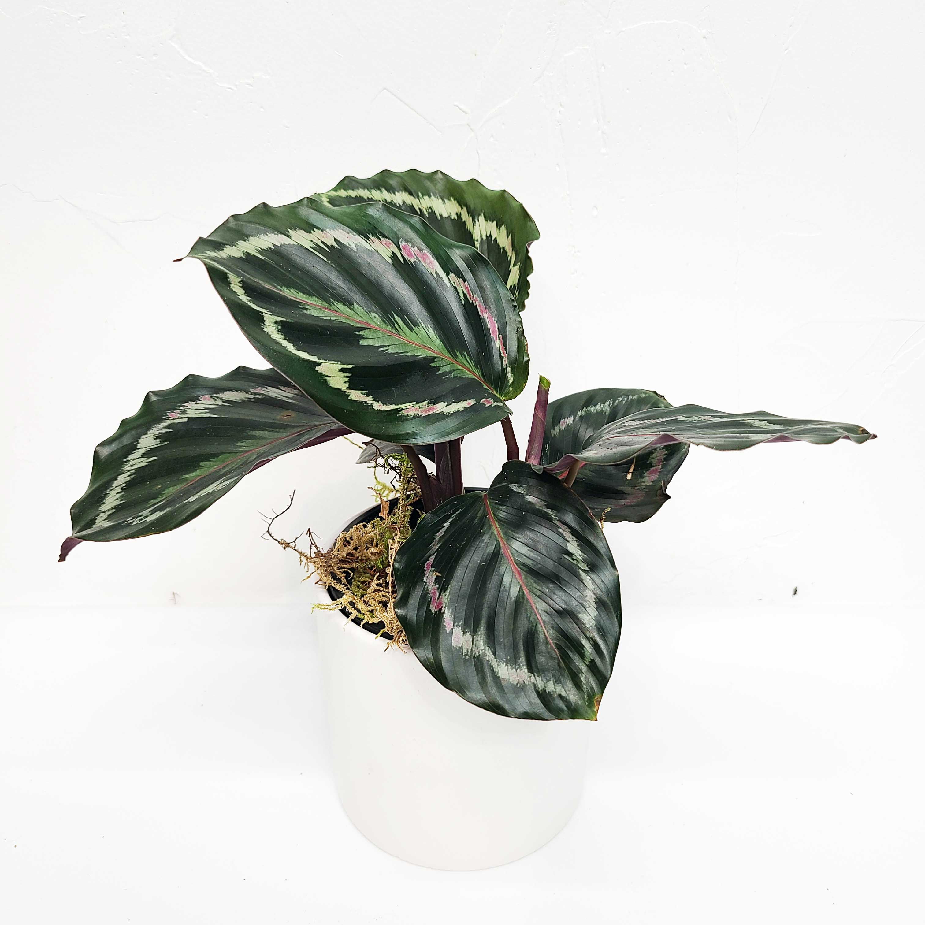 calathea roseopicta