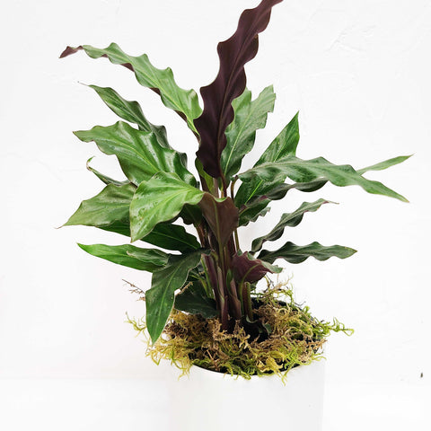 Calathea rufibarba “Wavestar”