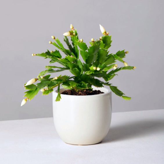 DAVID - CHRISTMAS/THANKSGIVING/ SPRING/EASTERHOLIDAY CACTUS