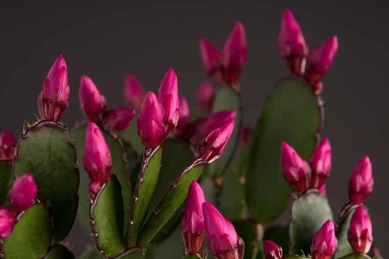 DAVID - CHRISTMAS/THANKSGIVING/ SPRING/EASTERHOLIDAY CACTUS