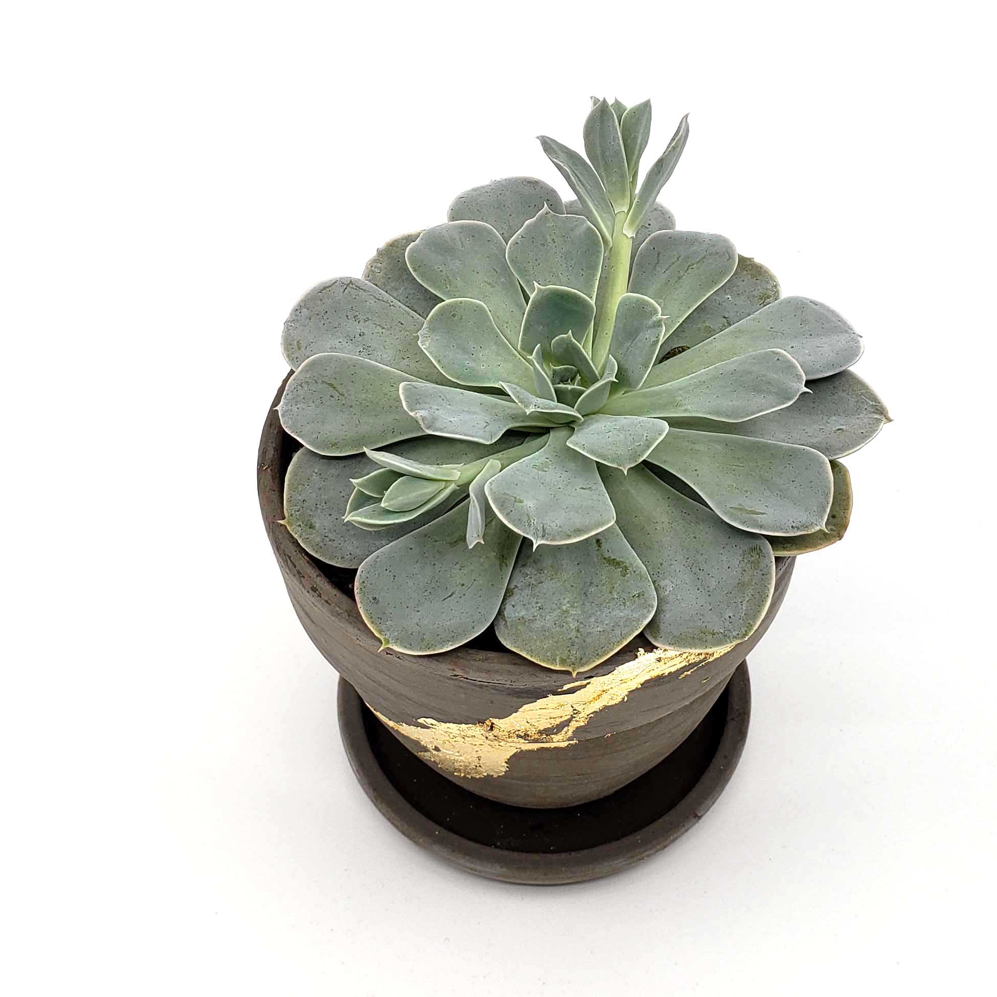 echeveria succulent delivery denver