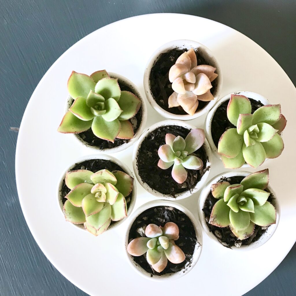 succulent wedding favors