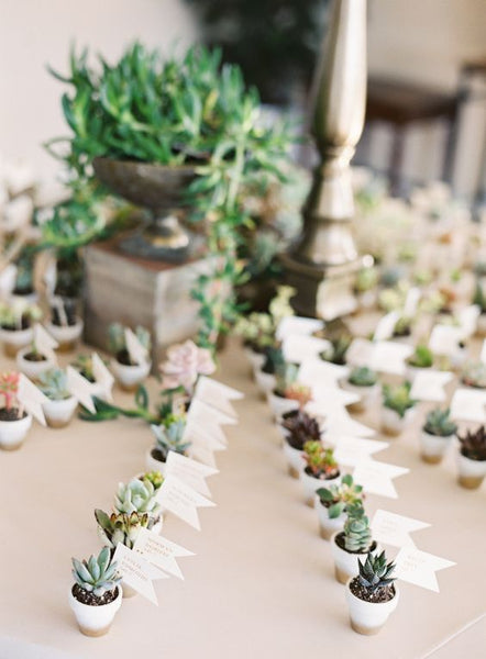 cute succulent wedding favors