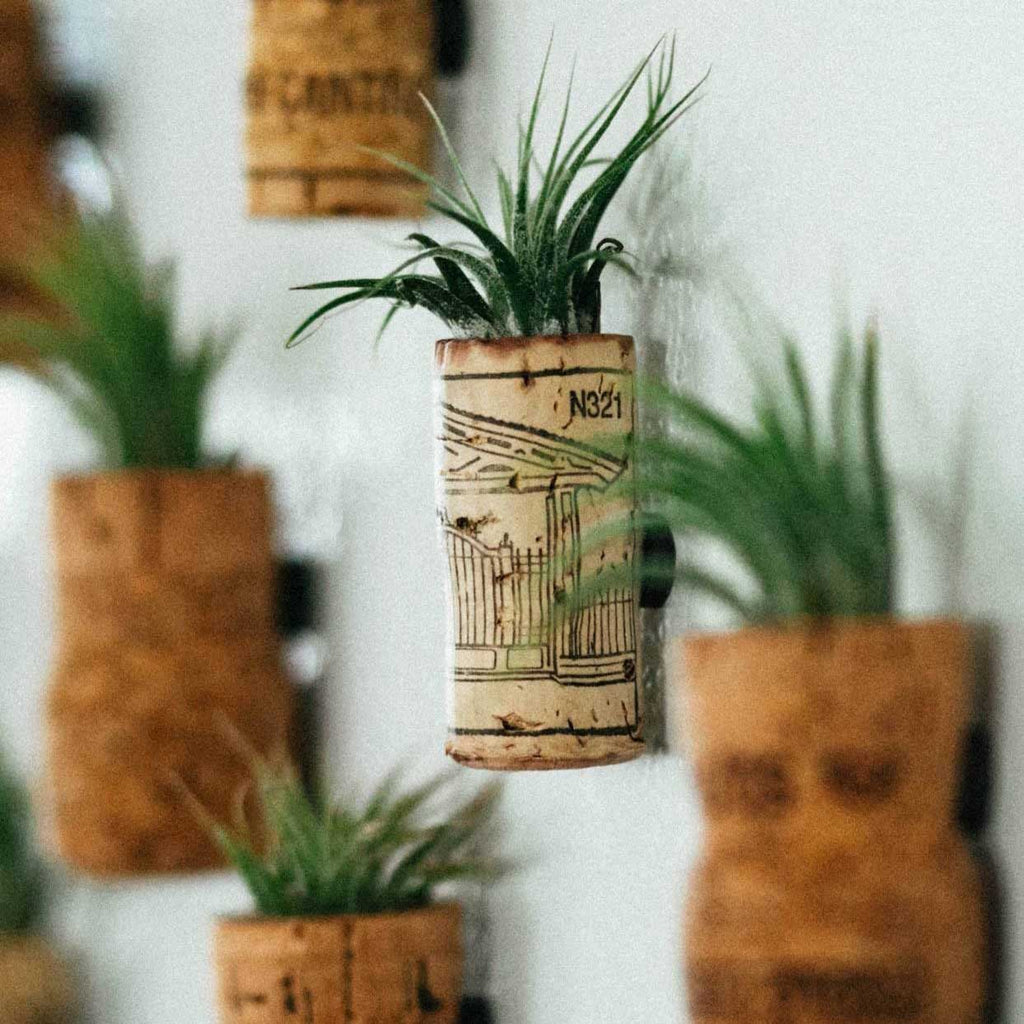 air plant wedding centerpieces AIR PLANT WEDDING FAVORS – Denver Plant Delivery