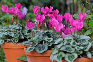 CYCLAMEN - VALENTINE'S DAY BLOOMER!