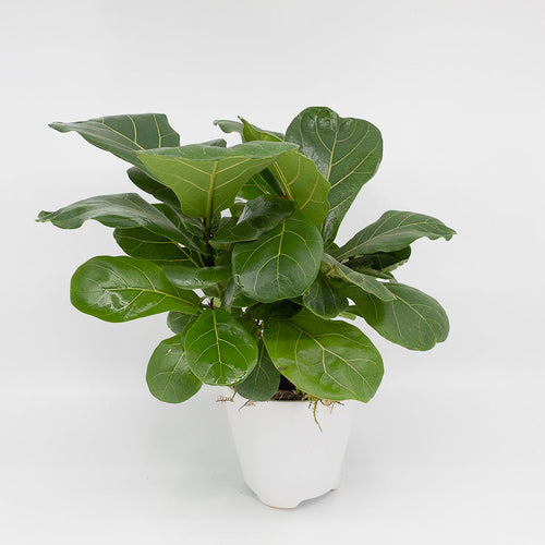 menards fiddle leaf fig FRANKIE