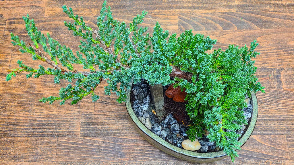 juniper bonsai denver