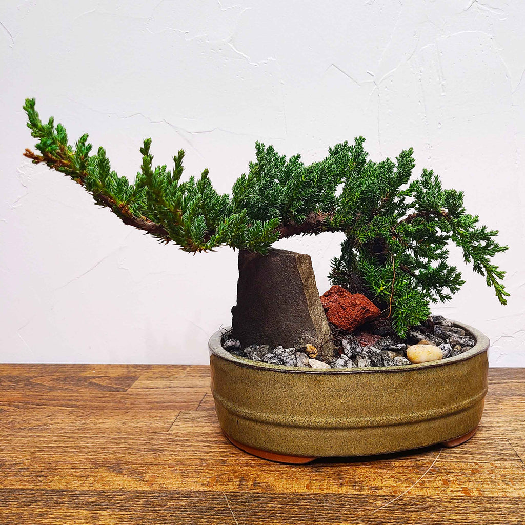 bonsai tree gift delivery BONSAI