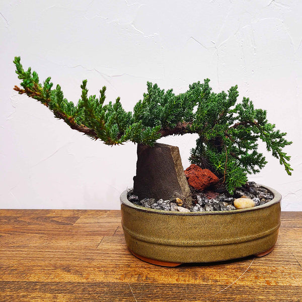 denver bonsai delivery