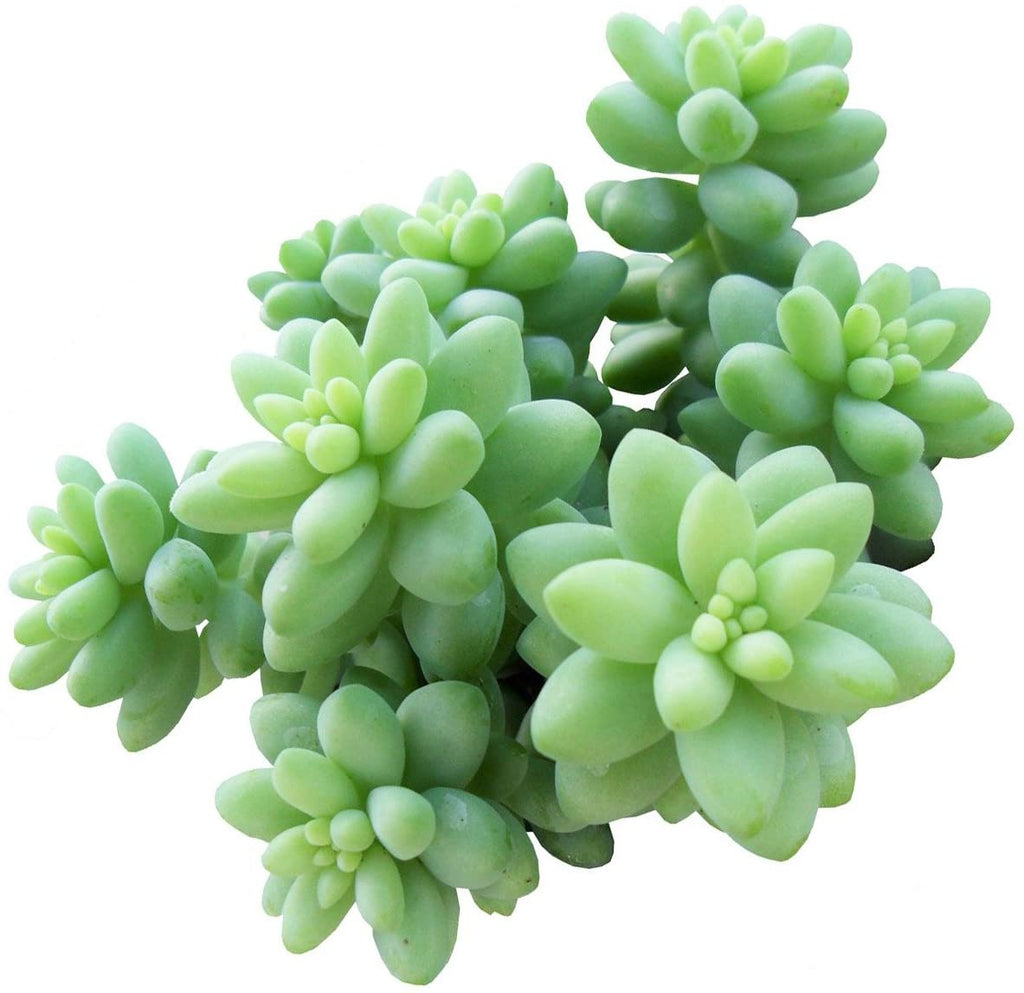 donkey tail, burros tail, succulent delivery denver